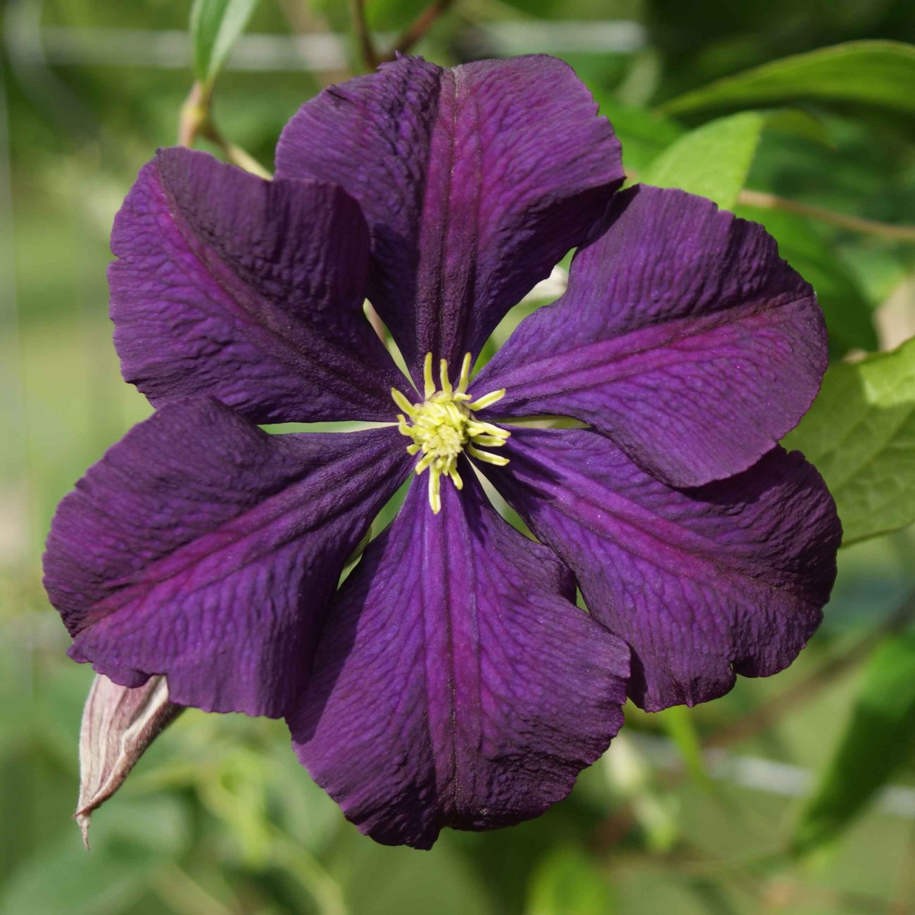 Obrázok Plamienok (Clematis) ‘SO MANY DARK VIOLET FLOWERS’ - výška 60-80 cm, kont. C2L
